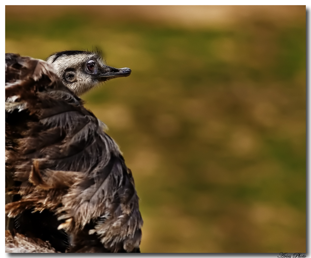 Vigile e sempre attento