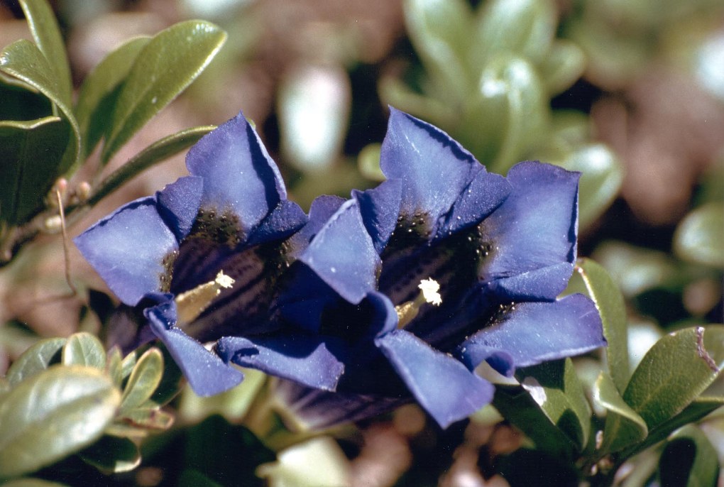 Gentiana kochiana