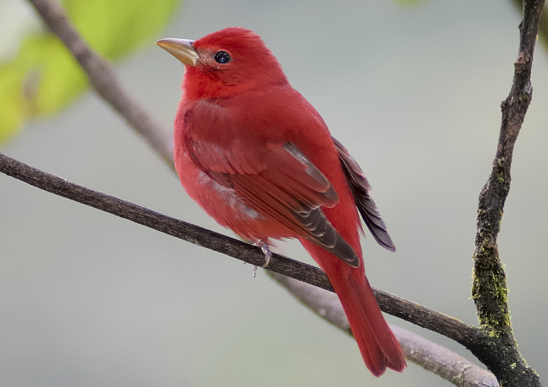 Costa Rica - "Compagno Bertinotti" :-)