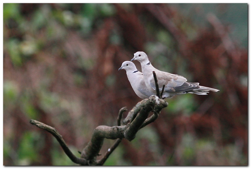 La coppia (Tortora orientale?)