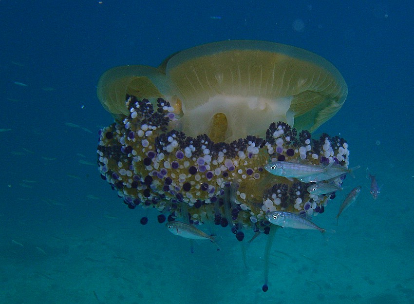 Medusa Cassiopea e ospiti