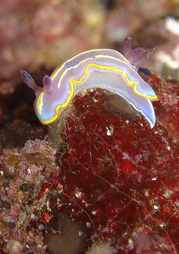 Chromodoris krohni