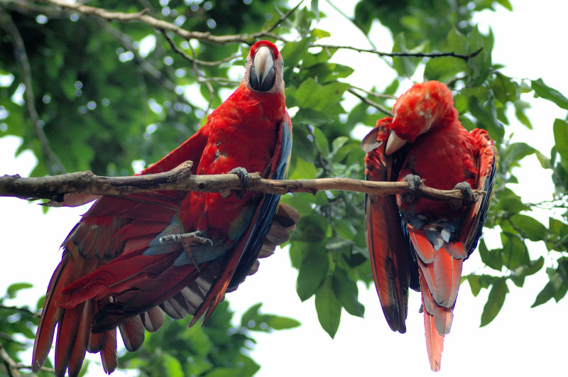 Honduras - 'A Famiglia!