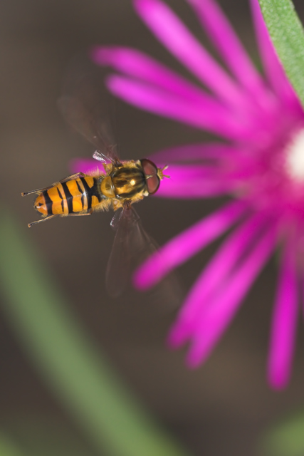 Lo scalo 2 (non scende il carrello!)