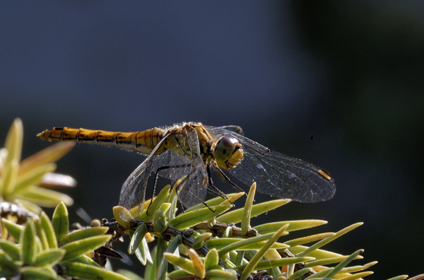 Libellula su sfondo blu