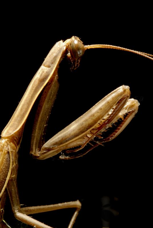 Ritratto ad una mantide