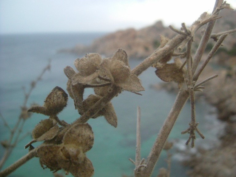 cala spinosa
