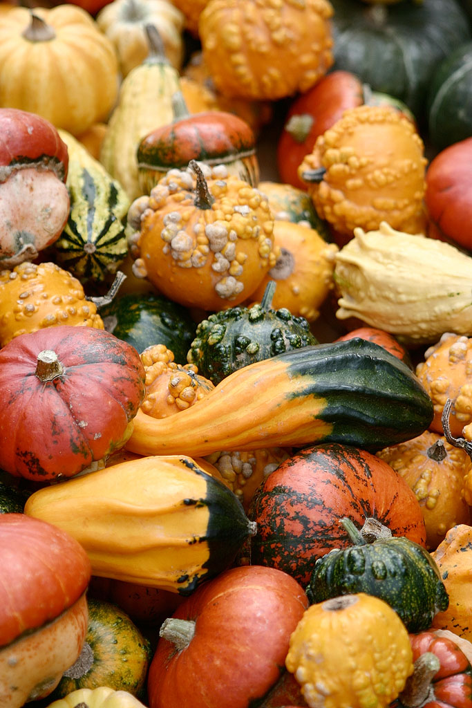 zucche zucche e ancora zucche