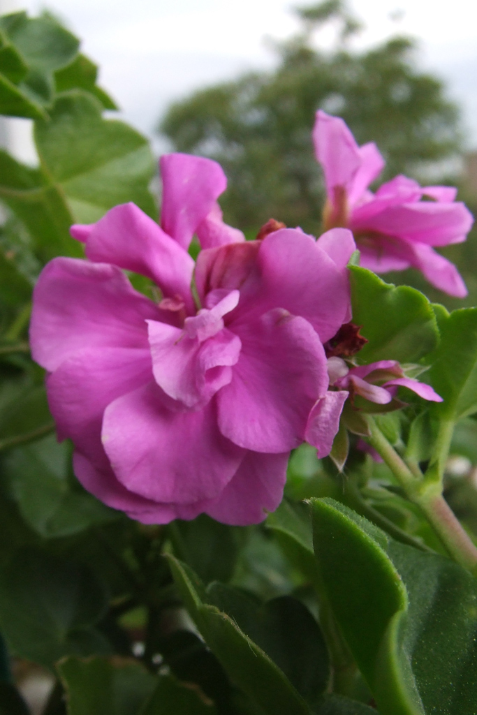 close up con la finepix 5600...