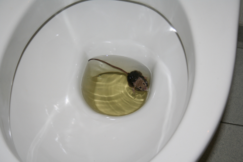 b�h, che c'� da guardare?