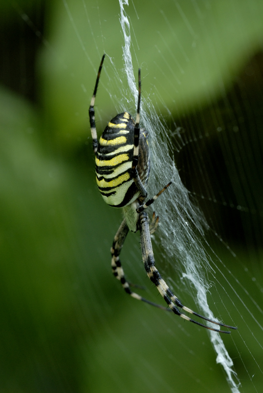 Argiope bruennichi, un ragno bellissimo