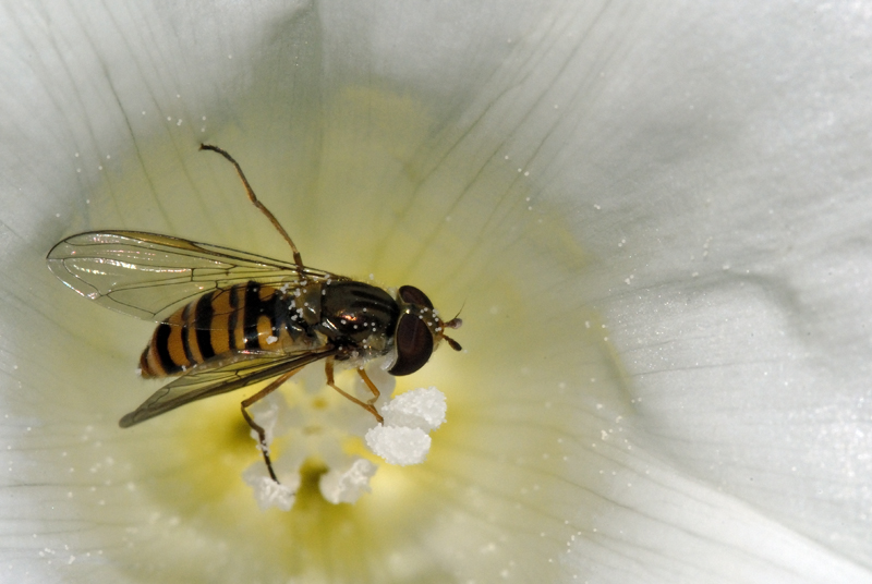 Dentro ad un convolvolo...