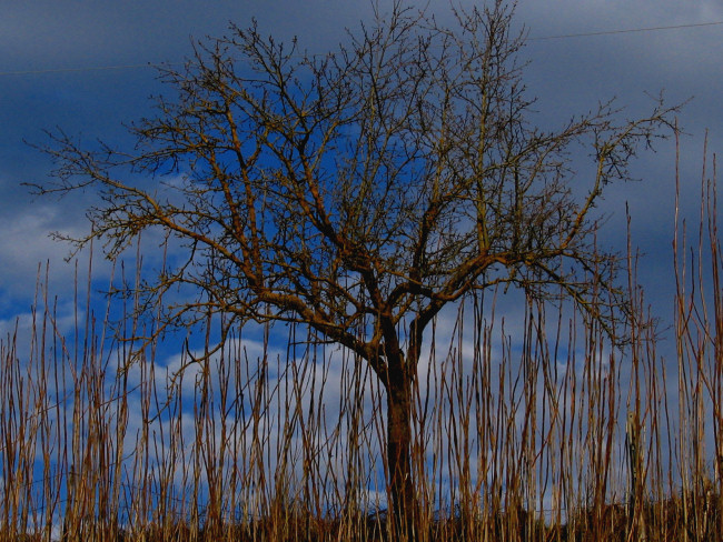 red tree