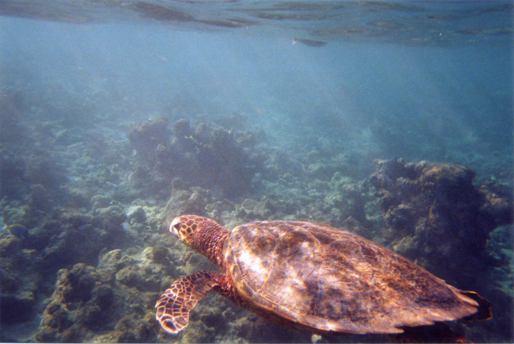 Maldive - Tartaruga