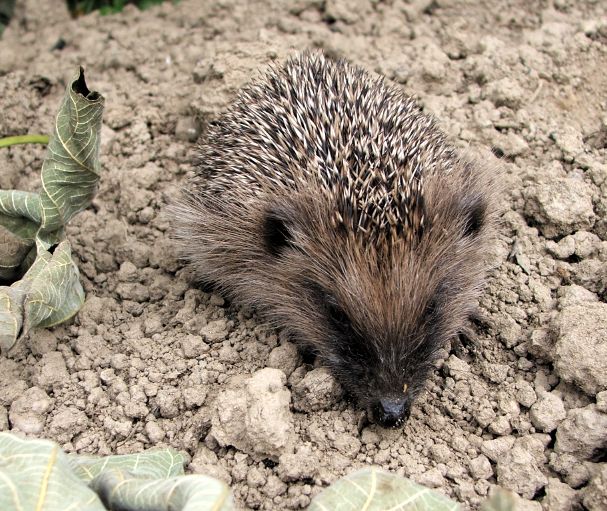 Riccio 02 (fuji S5500)