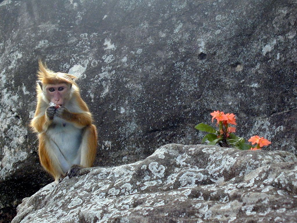 Macaco col berretto