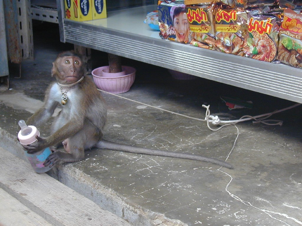 Thailandia - Phi Phi Island