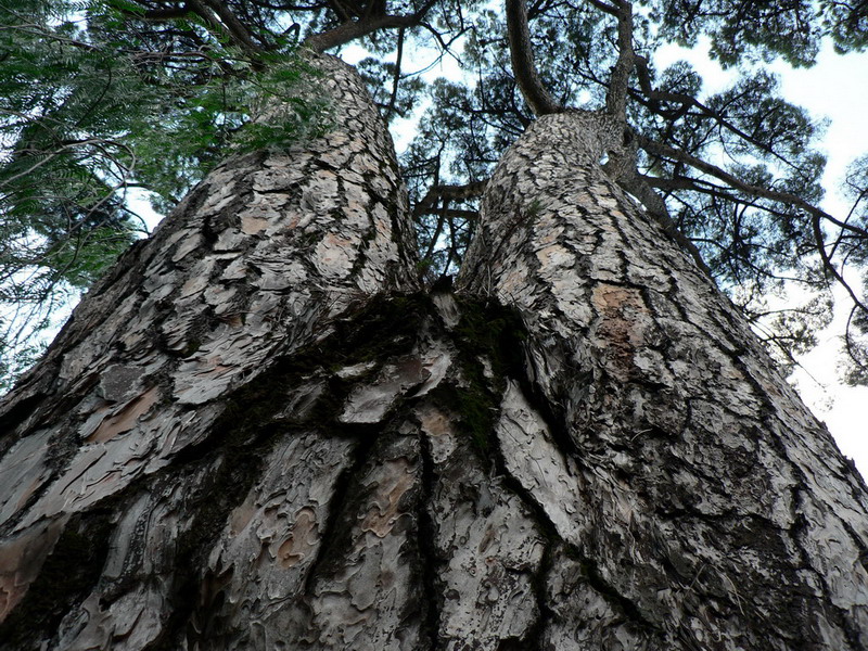 Natura senza pudore !