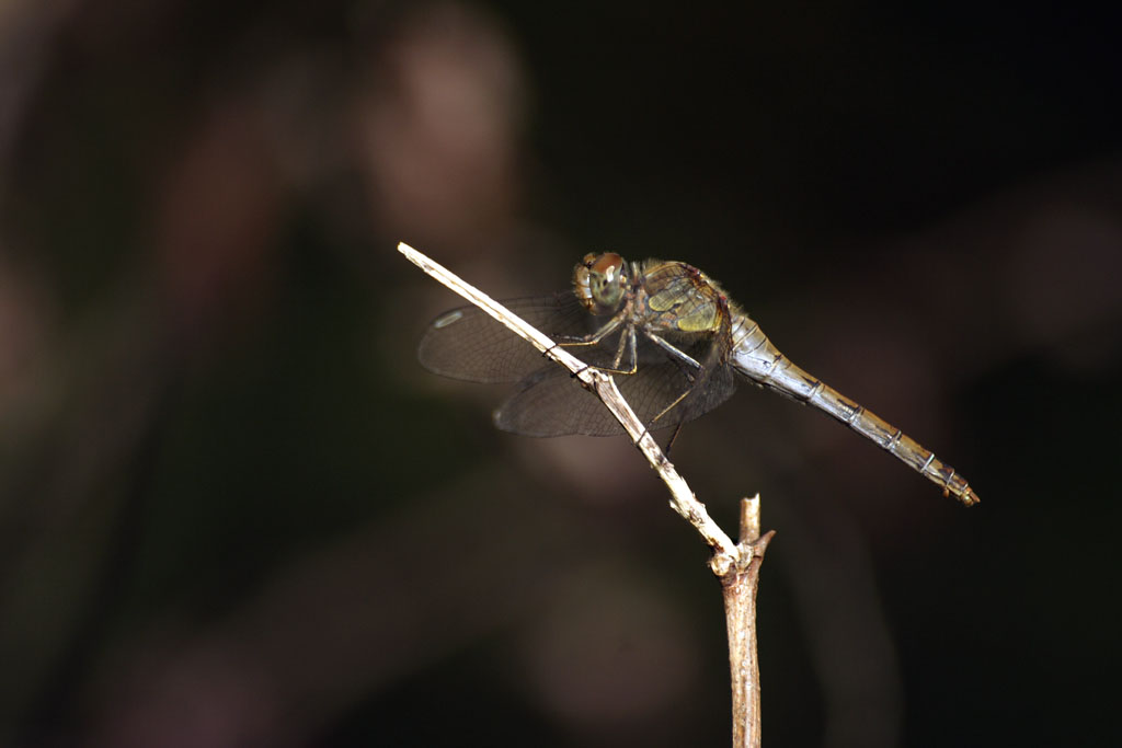 a fine passeggiata...