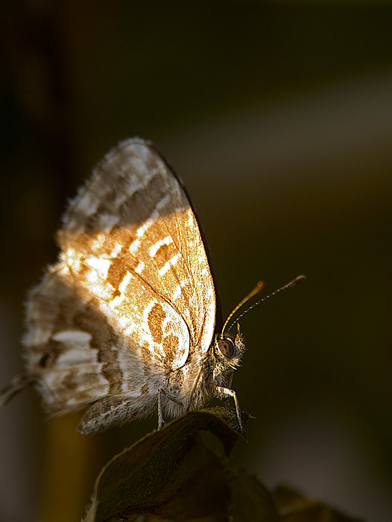 Butterfly controluce..