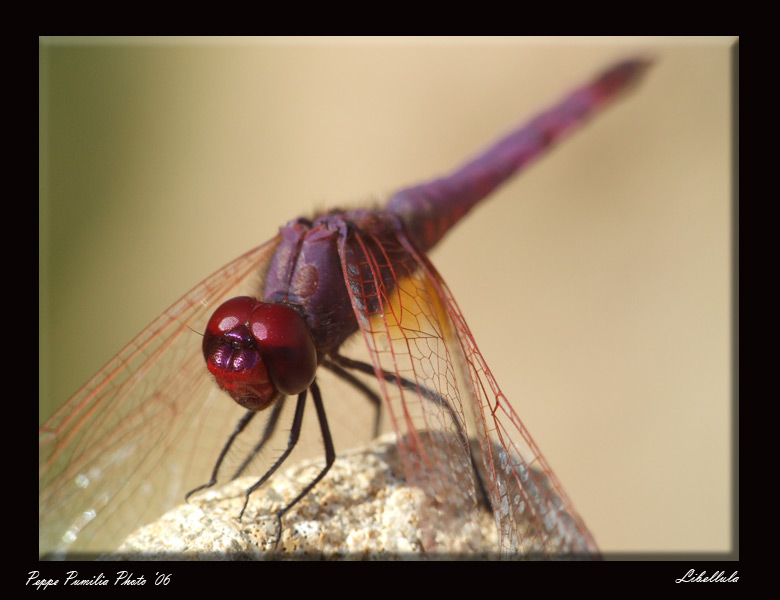 Libellula