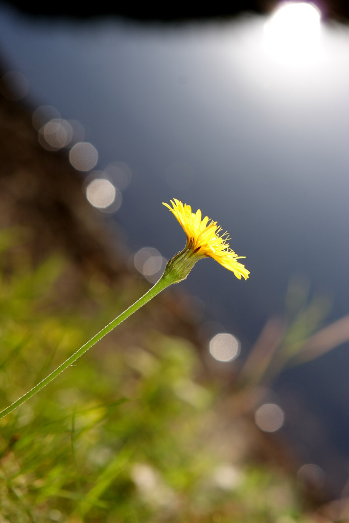 � solo un fiore...