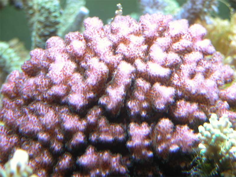 pocillopora
