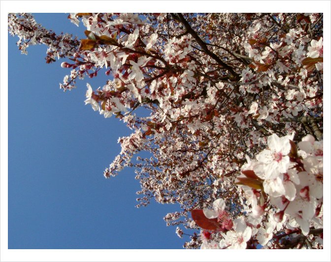 qualche mese fa era primavera..