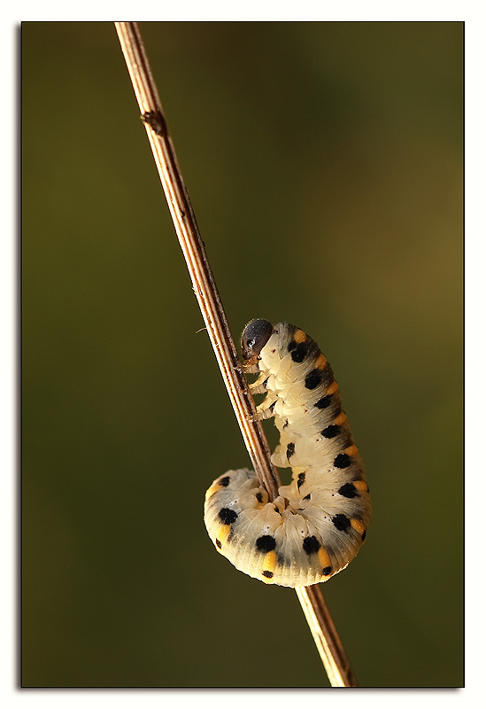 alla luce del tramonto