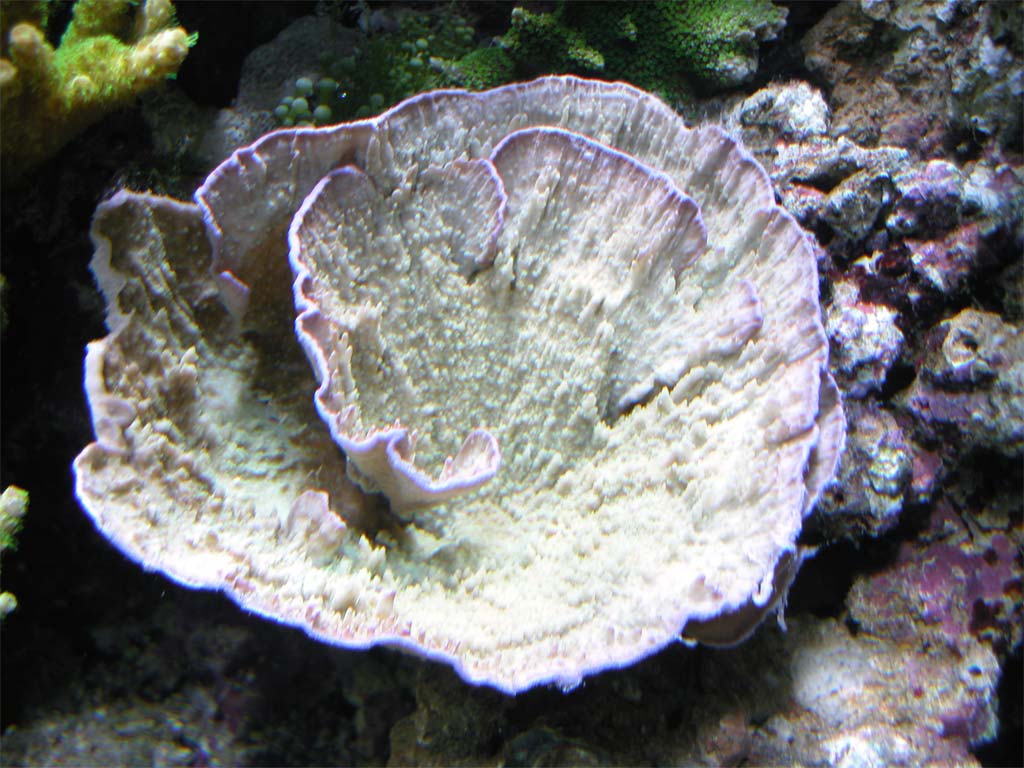 montipora