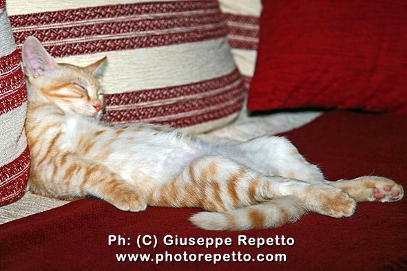 TIGRO come dorme una belva feroce !!!