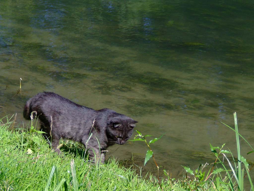 Pirata il micio curioso..