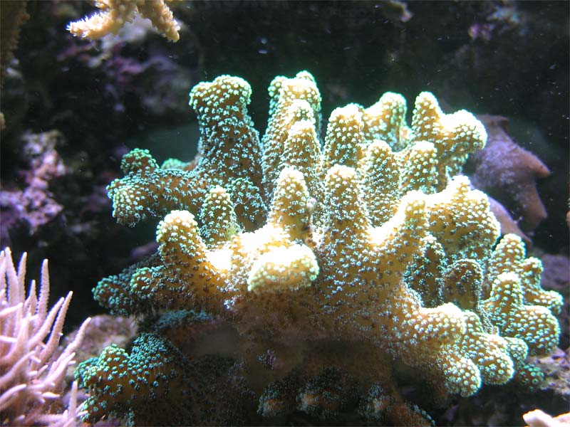 stilophora pistillata