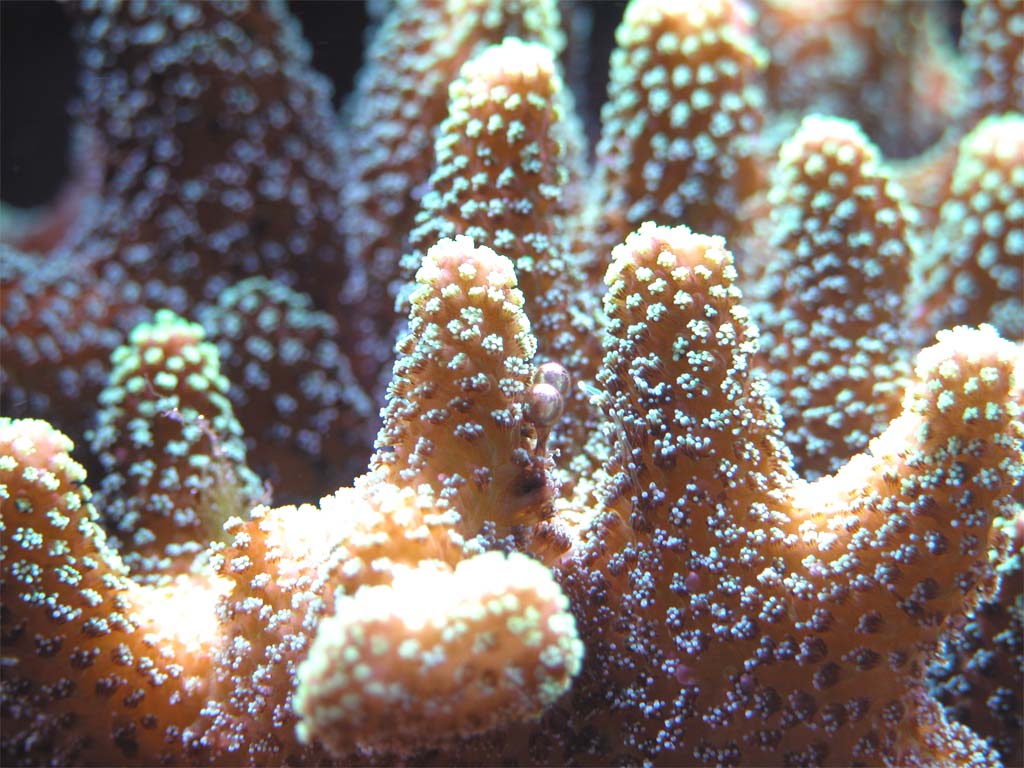 stylophora pistillata 2