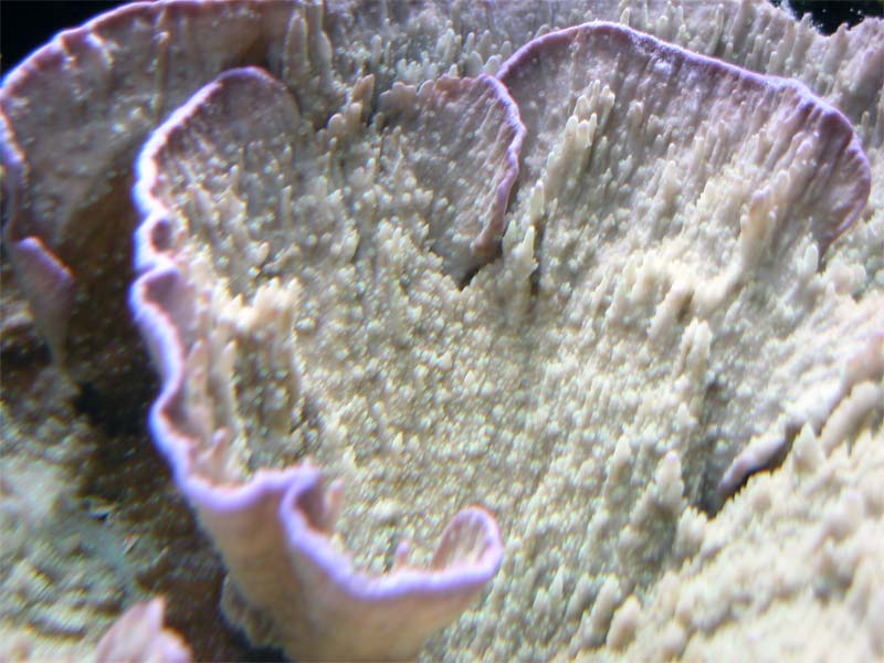 montipora 3