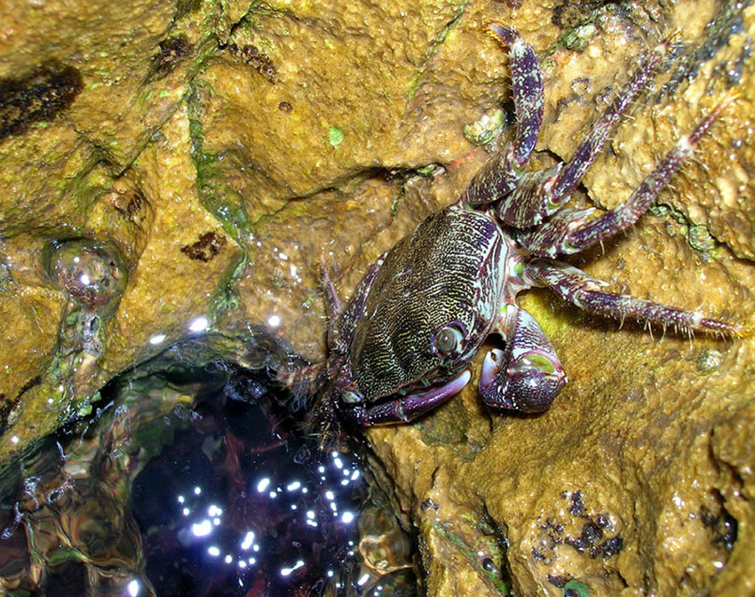 Franchio il Granchio