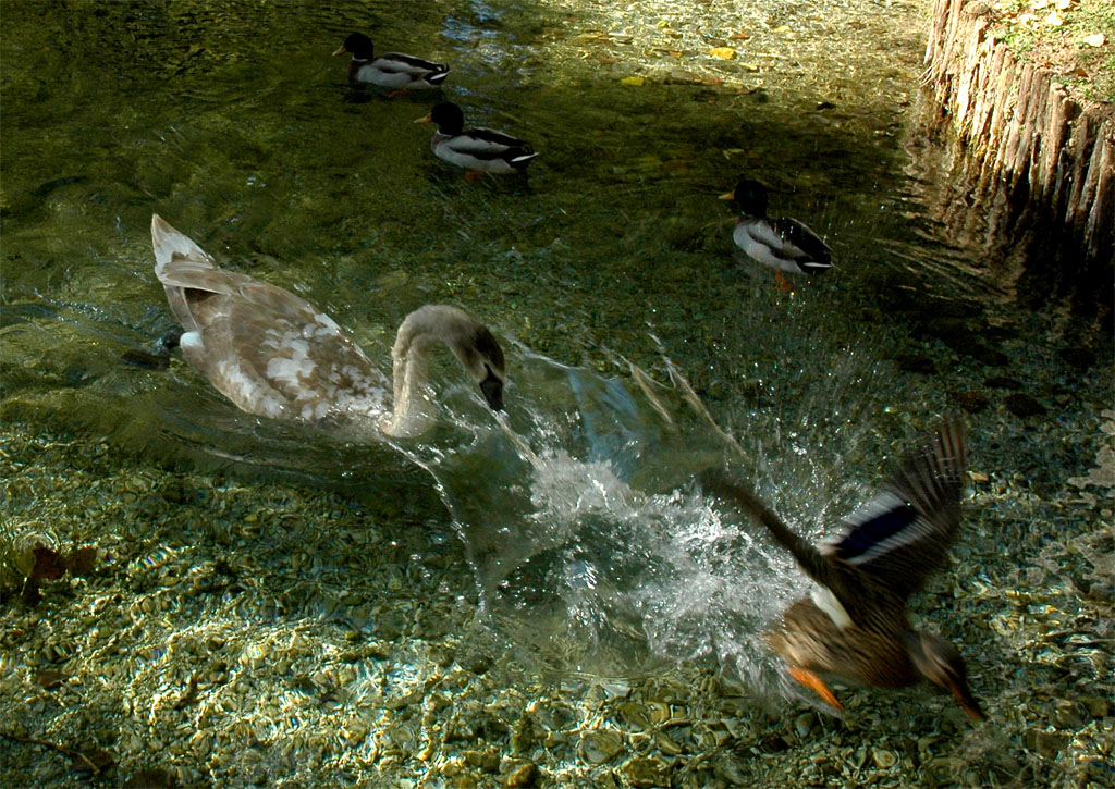 Giovane Cigno vs Germano