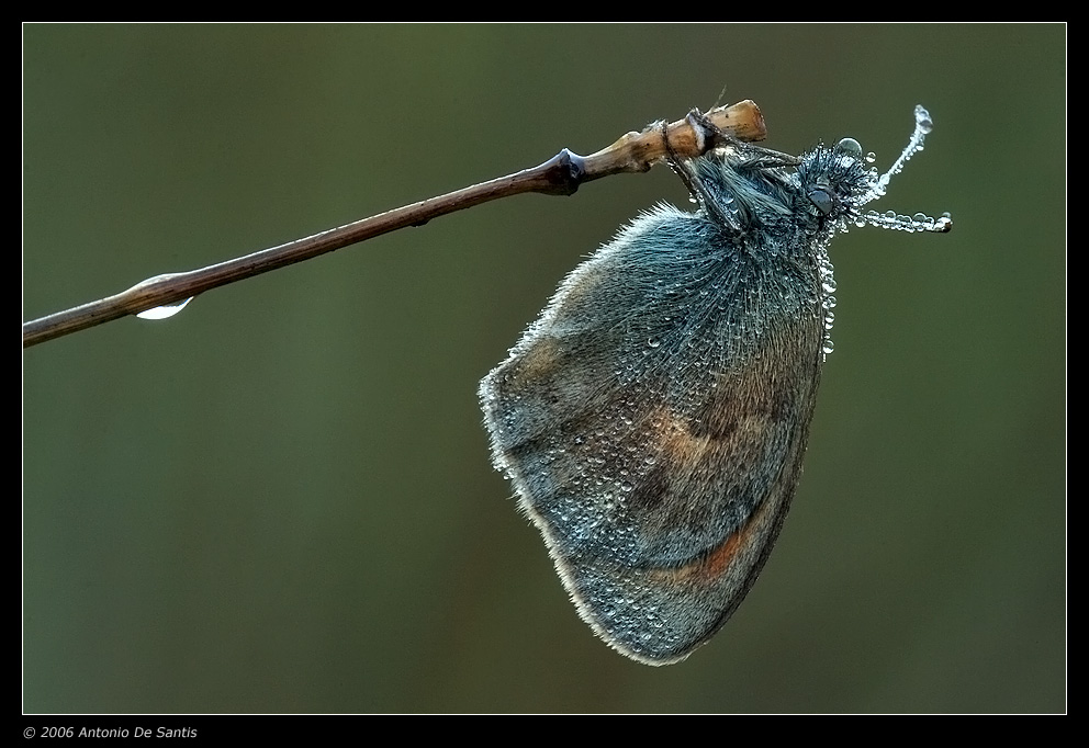 La goccia e la farfalla