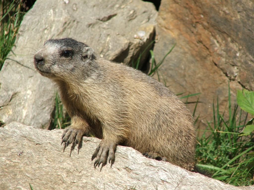 marmotta in posa