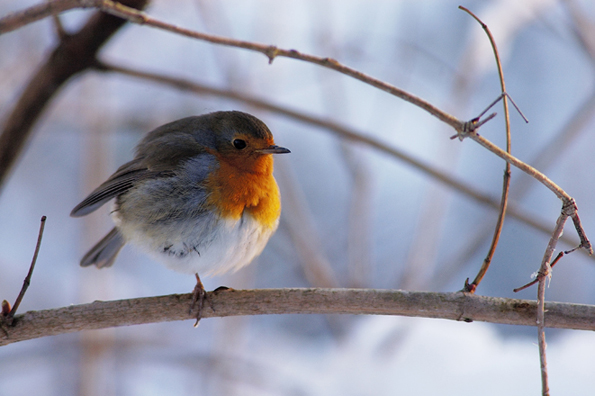 pettirosso d'inverno