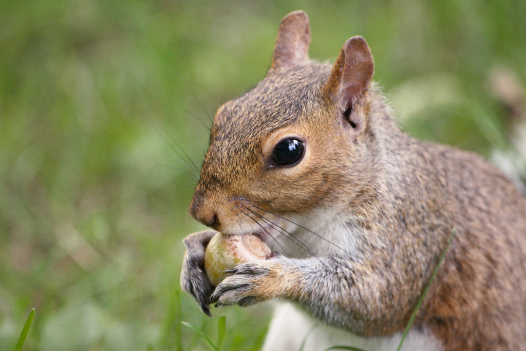 Io sgranocchio questa..
