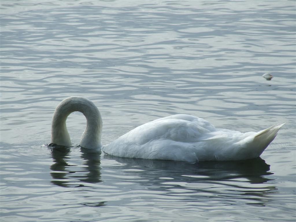 Che vergogna!..perdo le piume..