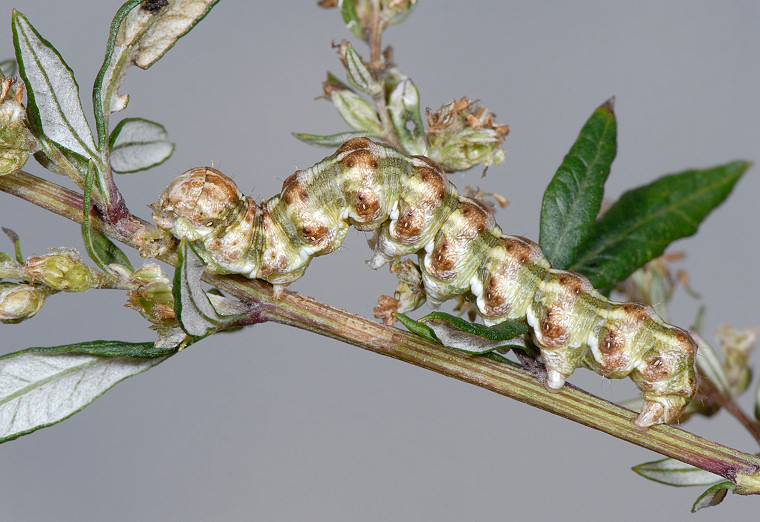 Bruco di Cucullia absinthii