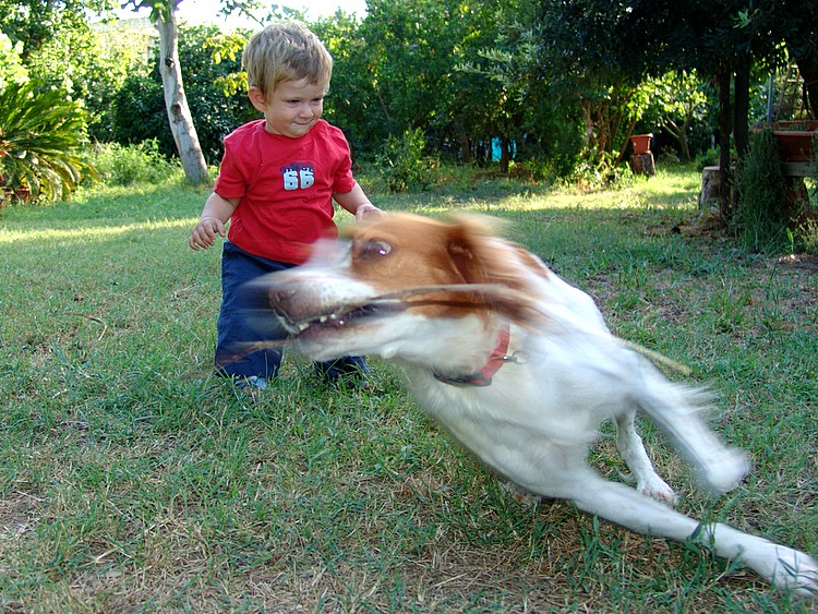 Amici