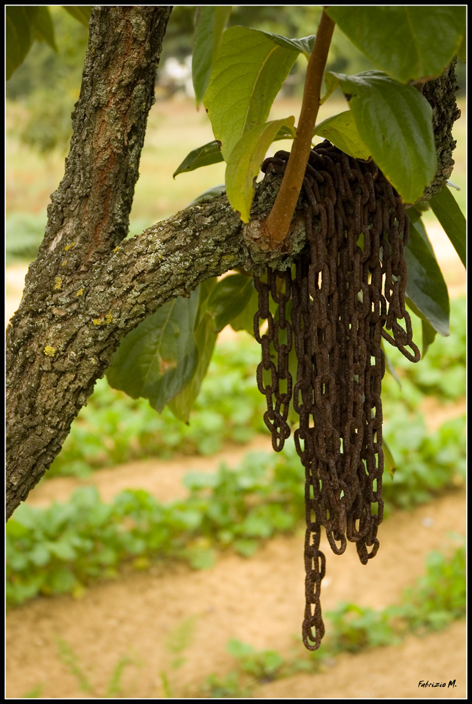 L'albero delle catene