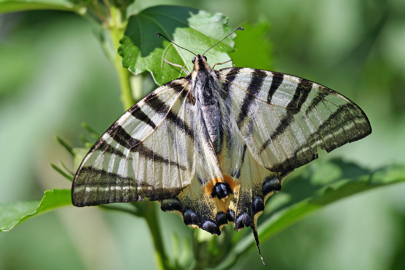 Nessuno � perfetto