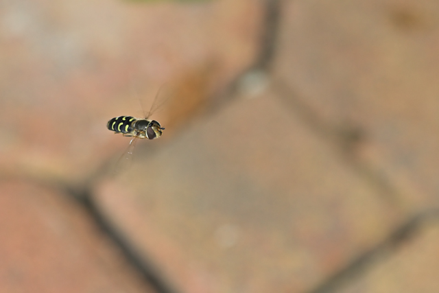 fuga dalla civilt�