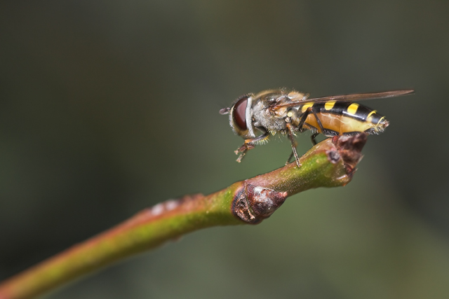 l'anziano flautaio