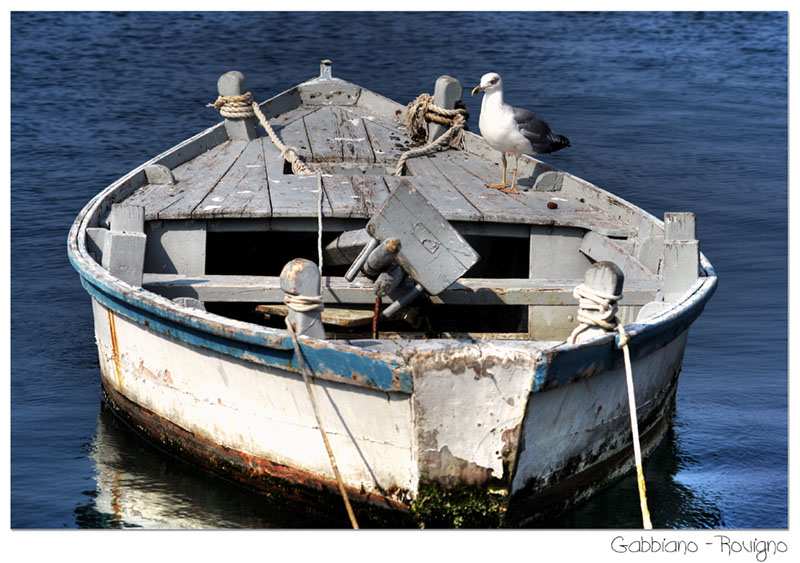 Gabbiano Pescatore