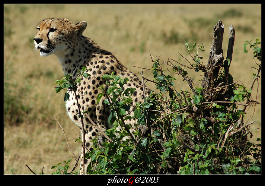 Kenya 03 - ghepardo